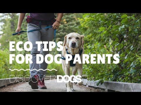 Video: Ridurre il tuo Eco-Pawprint