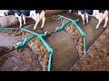 Amazing modern automatic cow farming technology  fastest feeding cleaning and milking machines