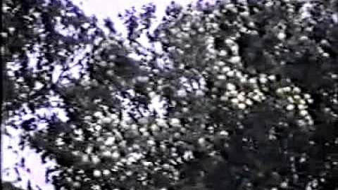 Sorrentino Home Movies 1953-1970