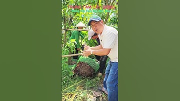 Xoài cát hòa lộc lỡ lớn #caygiong #xoaicathoaloc #caygiongchatluong #caytrongkinhtecao #cayantrai