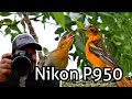 Wildlife Photos with a Nikon P950