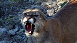 LSN: Mountain Lions at School Bus Stop!