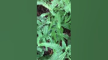 Guột chữa tiểu buốt, tiểu rắt/Dicranopteris dichotoma treats painful urination