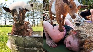 Cute Baby Goats Get a Bath Arbitrary by Funny World 690 views 5 years ago 3 minutes, 15 seconds