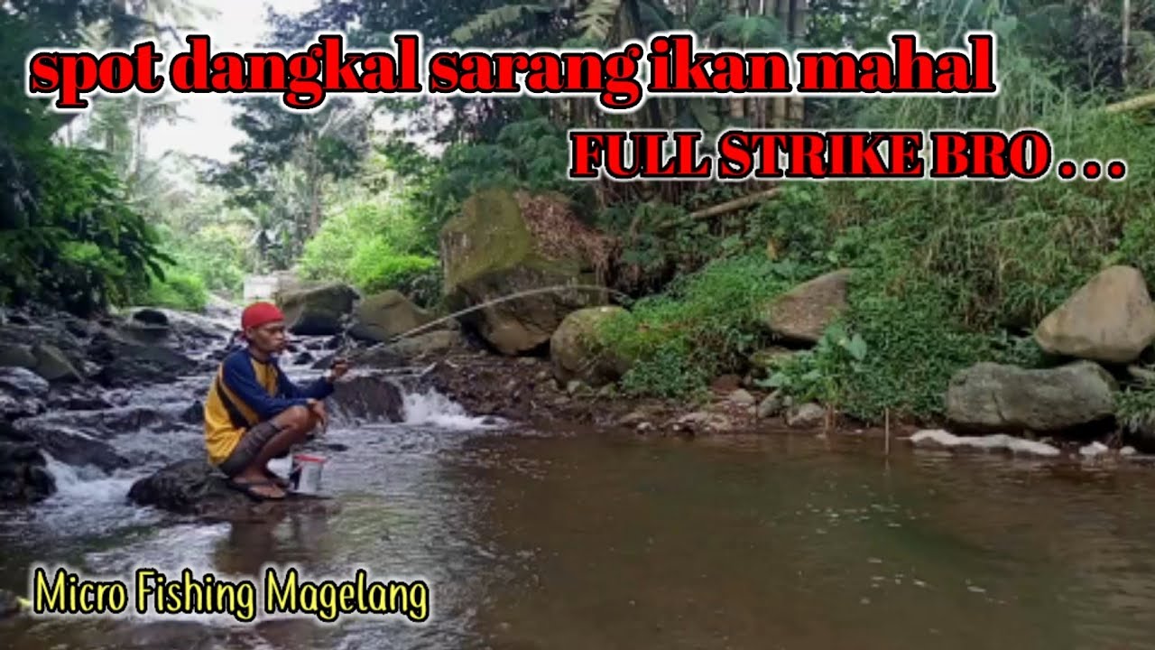 MANCING MANIA 2022 Mancing Uceng Babon Micro Fishing Magelang