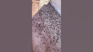 Ant War Outside Our Dome Home They Go Halfway Around The Dome And Even On Top Thousands Of Ants 
