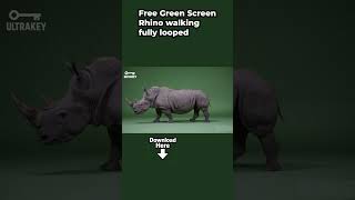 Rhino Walking Free Green Screen Vfx