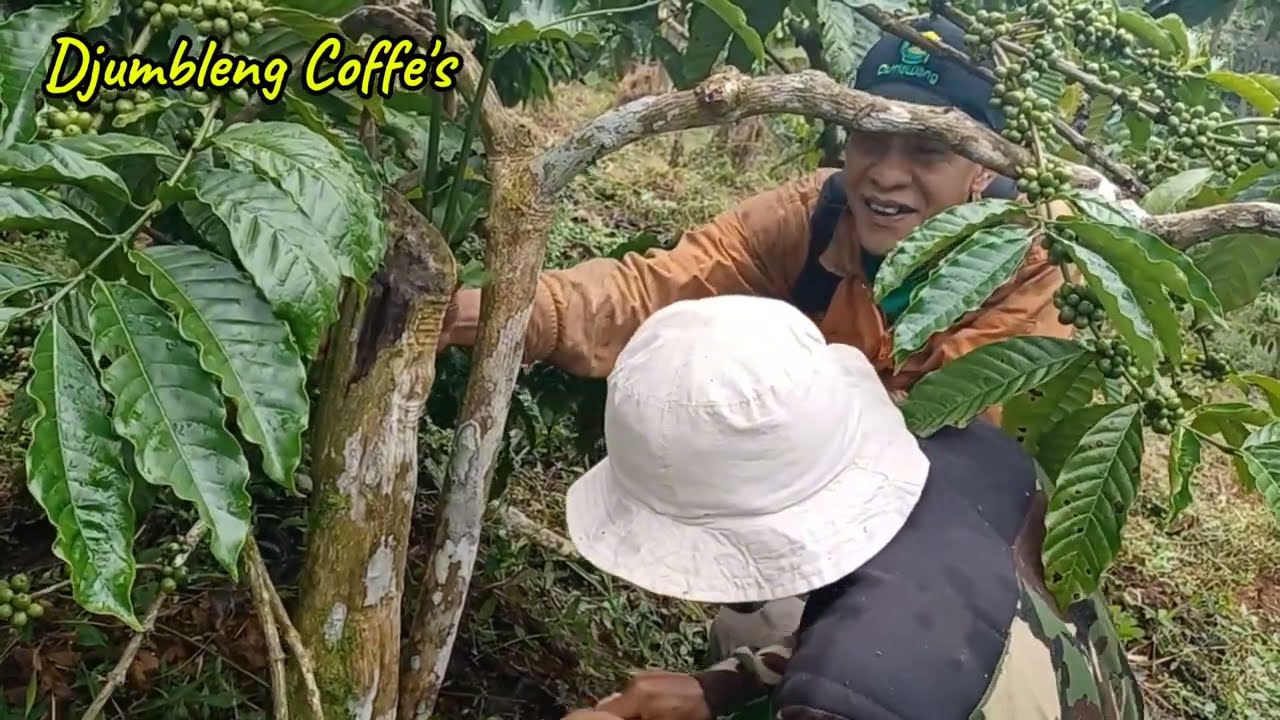 Cara Mengatasi Jamur Upas Pada Tanaman Kopi Bersama Sekolah Kopi Gemawang (Part 2)