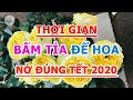 Thời gian bấm tỉa để hoa nở đúng tết 2020