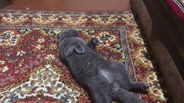 Cat Stepan is tired after a lazy day