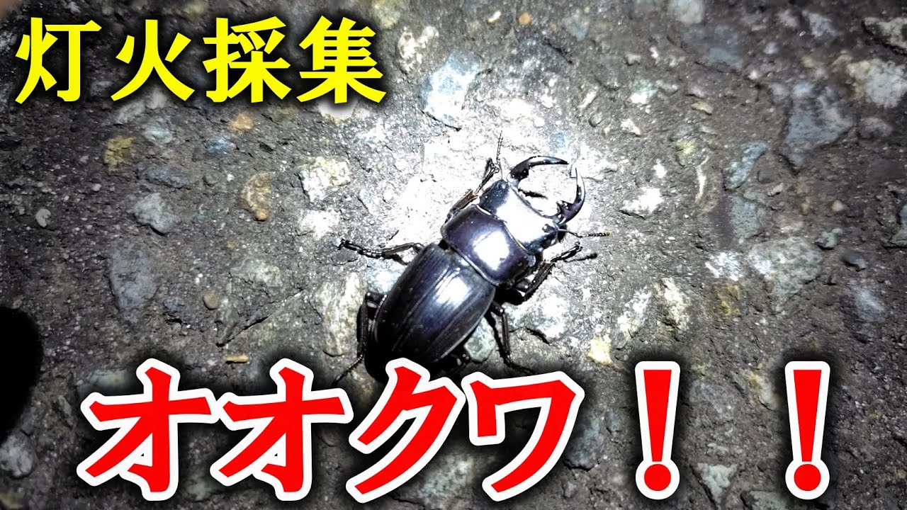クワガタ灯火採集の旅、2日間！_PART②【オオクワ♂、降臨！！】 - YouTube