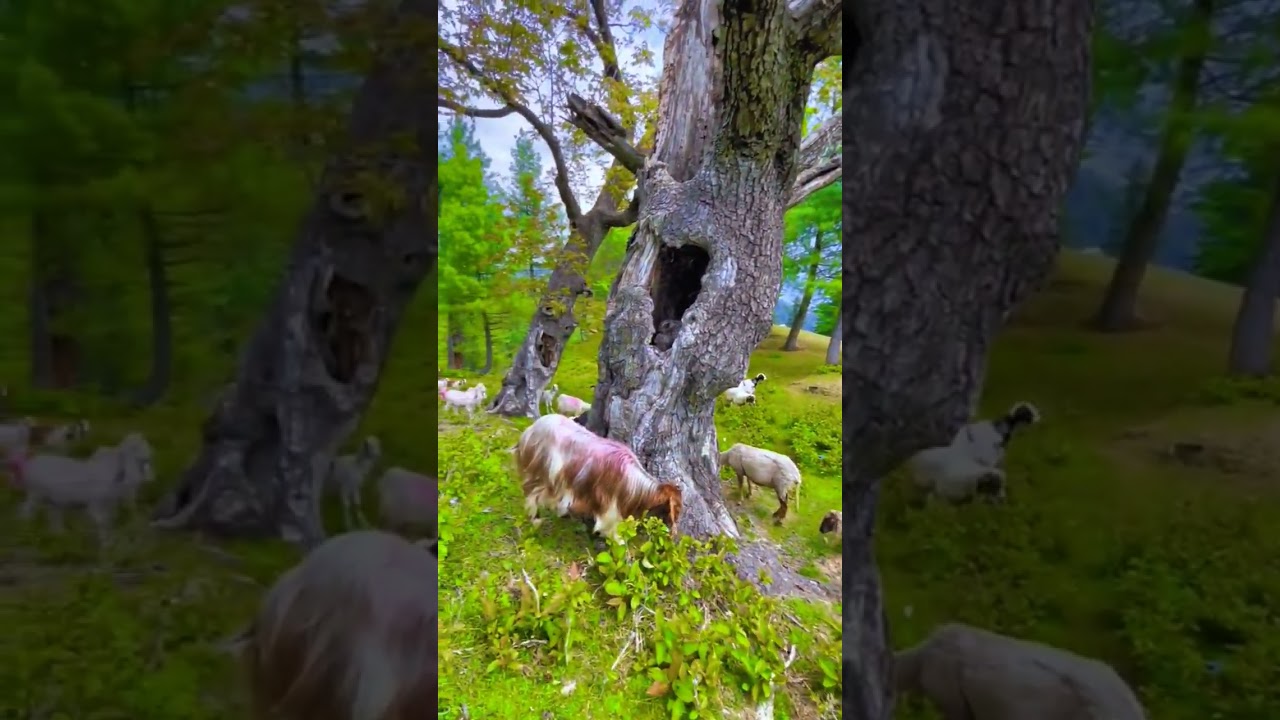 Pakistan swat valley awesome place in 2023|top 10 most amazing places