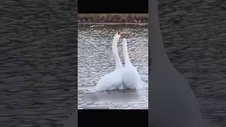 মানুষ আর রাজহাঁসের এই নীরব বন্ধুত্ব সত্যিই হৃদয় ছুঁয়ে যায় 🦆❤️