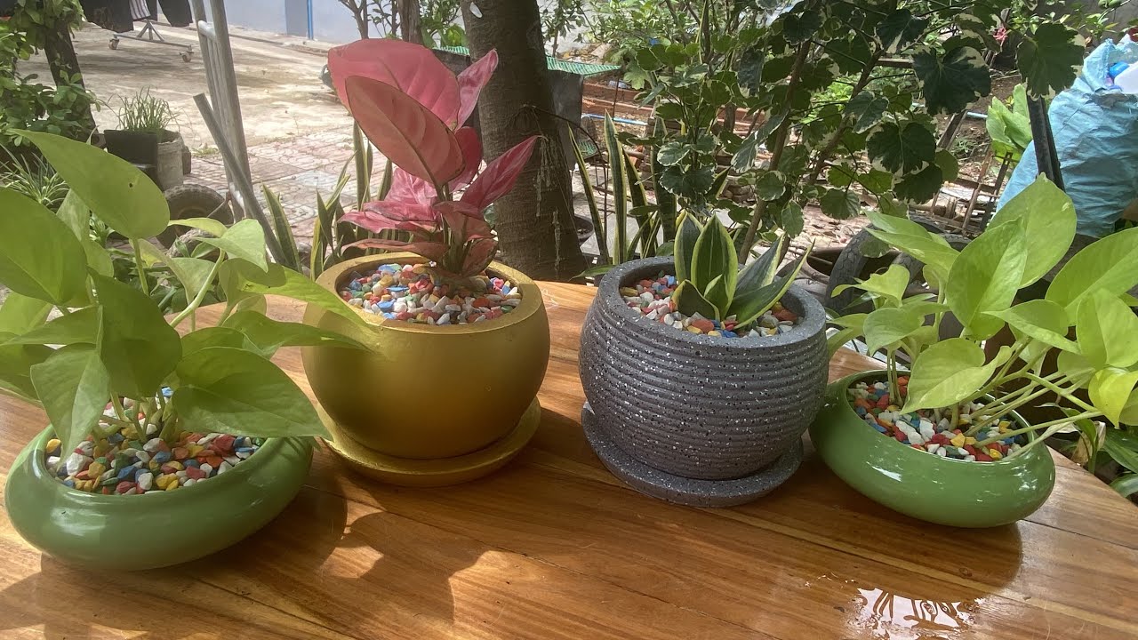 This is how I did to have a green garden at home that brings joy to everyone