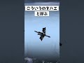 これが本当のハエ#shorts