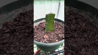 Outdoor garden update, let’s goooooo! by Hunter Young 174 views 1 month ago 3 minutes, 12 seconds