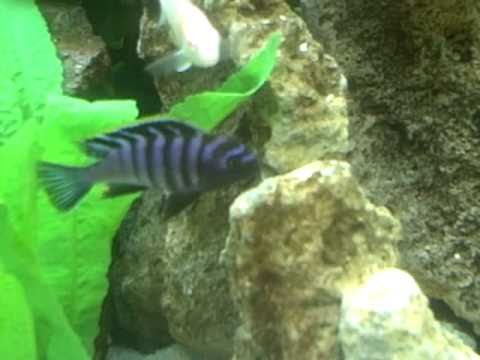 My Livingroom Aquarium