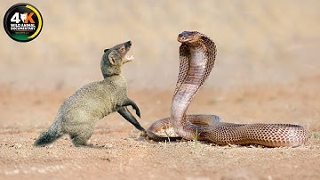 Mongoose: The Story Of An Unlikely Predator | Wild Animal Documentary
