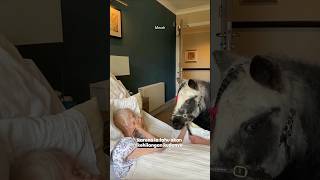 Download Lagu Nenek dan Kuda poni kesayangannya #shortvideo MP3 Download Lagu Nenek dan Kuda poni kesayangannya #shortvideo MP3