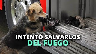 Pagó el más alto precio para salvar a sus cachorros del fuego