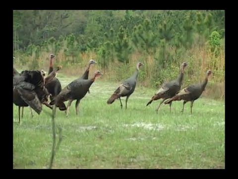 Osceola Turkey Hunt