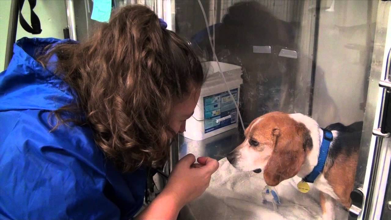 George, a rescued beagle needs your help