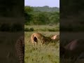 A deer attacked the tiger।एक हिरण ने बाघ पर हमला कर दिया#africa #shorts 🦌🐅
