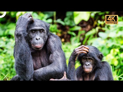 Video: Şimpanze: isim cinsi