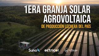 Conoce La 1Era Granja Agrovoltaica De Producción Lechera De Colombia