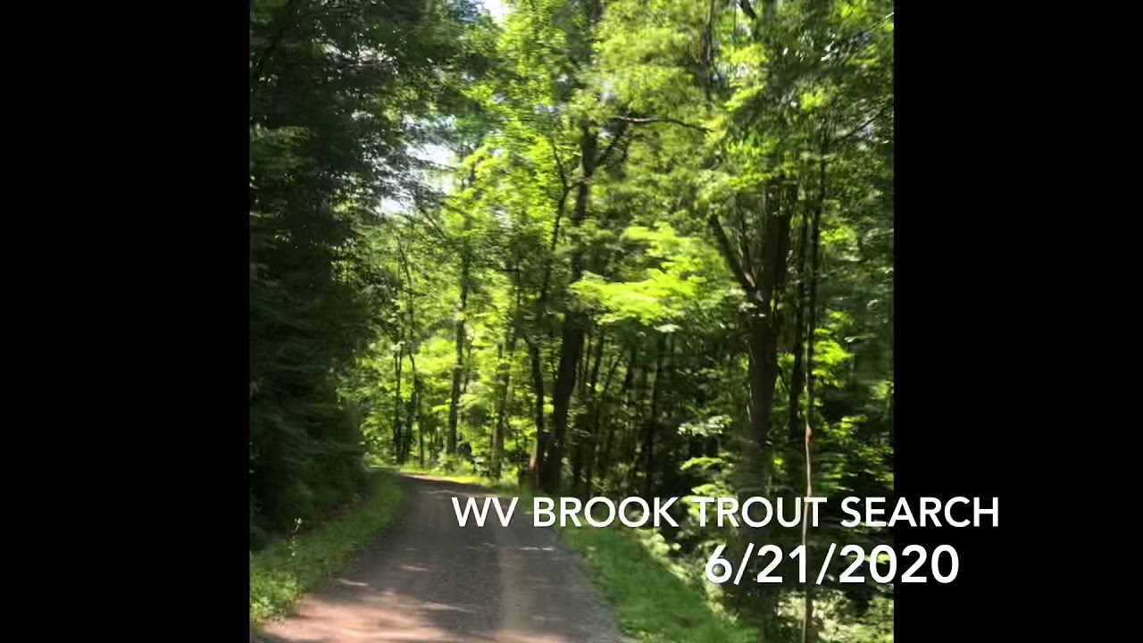 WV Brook Trout Search
