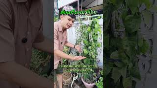 รีวิว 🌿 ต้นกล้าเครือหมาน้อย หรือ กรุงเขมา สมุนไพรไทยน่าปลูก #เครือหมาน้อย #กรุงเขมา #สมุนไพรไทย