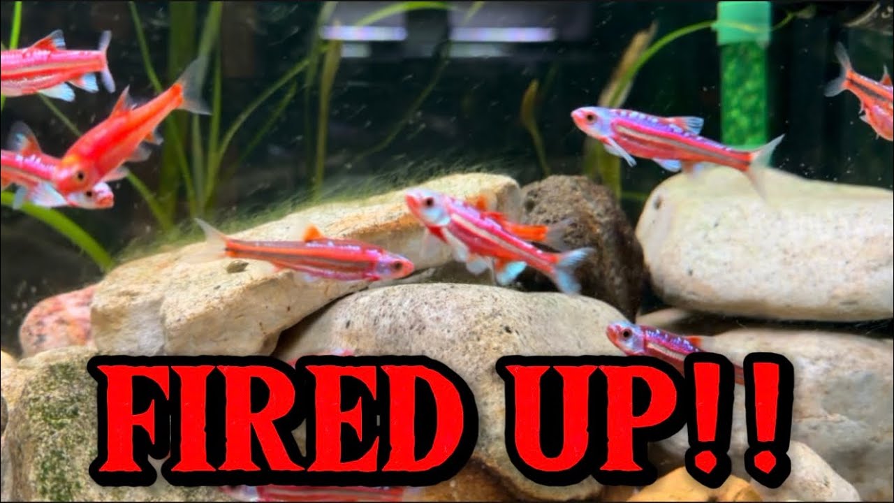     INSANE Rainbow Shiner Breeding Colors!
