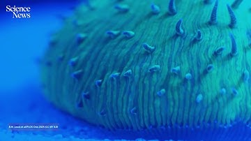 See how a coral ‘walks’ | Science News