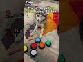 Dog Uses Buttons to Talk 🐶　#dog#smart#funny #animals