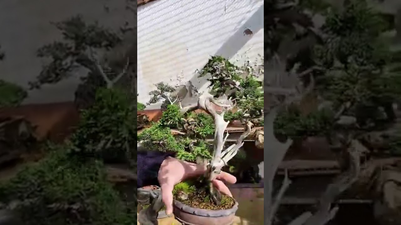 Jaume Canals Video Directo para Asociacion Bonsai Español