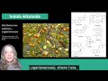 Plant Secondary Metabolism: Alkaloids