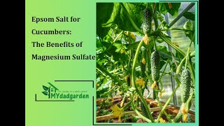 Epsom Salt For Cubers The Benefits Of Magnesium Sulfate