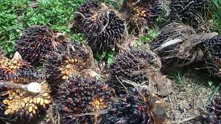 Download Lagu Tanpa edit tanpa skip, performa sawit unggul Lonsum BL1 MP3