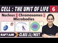 Cell  the unit of life 06  nucleus  chromosomes  microbodies  class 11neet  raftaar