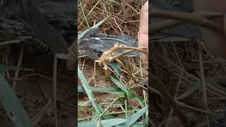 Di Sisai Sayap Sama Ceker jiratruak2