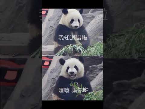 大熊猫萌兰，是国内最受欢迎的大熊猫之一!也被网友称为最聪明的大熊猫之一!