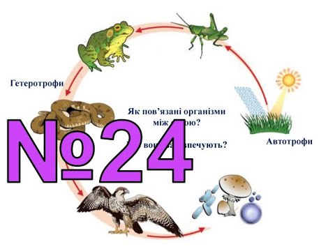 Біологія і екологія 10 клас. ОСОБЛИВОСТІ ОБМІНУ РЕЧОВИН У ГЕТЕРОТРОФНИХ ОРГАНІЗМІВ