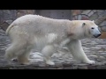 Ленинградский зоопарк 2020. Белые медведицы Услада и Хаарчаана