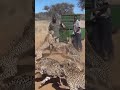 Guys Feed 30 Cheetahs at Animal Sanctuary image