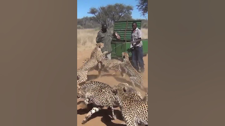 Guys Feed 30 Cheetahs at Animal Sanctuary