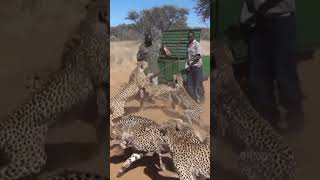 Guys Feed 30 Cheetahs at Animal Sanctuary image
