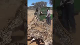 Guys Feed 30 Cheetahs At Animal Sanctuary