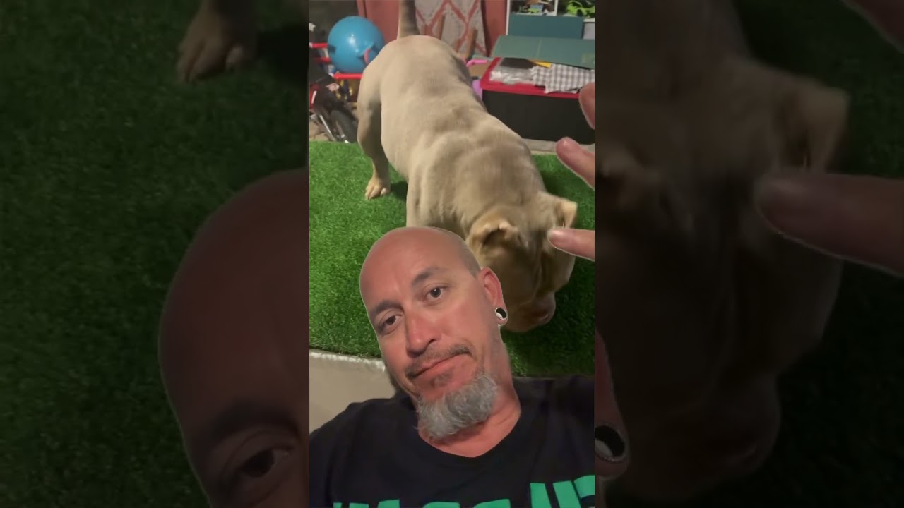 4 easy steps to start stacking your dog on a table! Let them get use to it