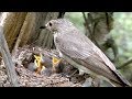 Заботливый самец кормит птенцов и самку, Мухоловка серая, Gray flycatcher