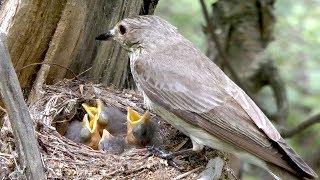 Заботливый самец кормит птенцов и самку, Мухоловка серая, Gray flycatcher